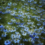 Field of Blue