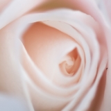 Rose with Bug