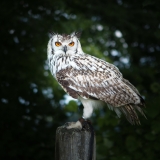 Owl 1