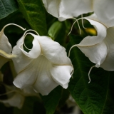 White Angel's Trumpet