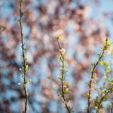 Vertical Spring Branches
