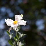 Matilija Poppy
