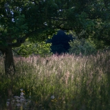 West Sussex Evening Light