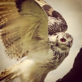 Owl 2 