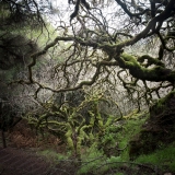 California Oak Series, Stinson 2