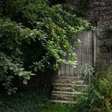 Door in the Wall