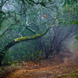 Napa Trail