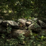 Vineyard Moss Wall