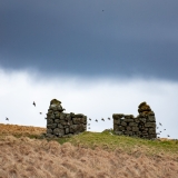 Birds and Stones 