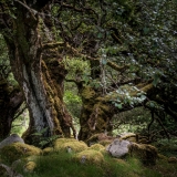 Irish Oaks