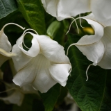 KCHarmon_150908_2285-cg