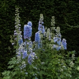 KCHarmon_160611_4669