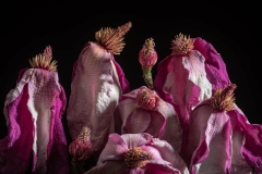 Grand Dames, 2019 © Ellen Sanford