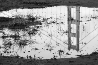 AD_CrissyFields_36VGGB AD_CrissyFields_36VGGB