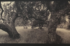 "Buzzard Burn Oaks," 2019. Matte Albumen on Somerset Satin paper