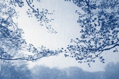 "Waldingfield," 2018. Cyanotype
