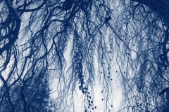 "Weeping Beech," 2018. Cyanotype