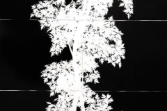"Permanent Botanicals: Shadow Prints"