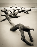 crawling-driftwood crawling-driftwood