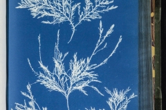Gelidium rostratum, algae cyanotype © Anna Atkins