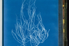 Gigartina acicularis, algae cyanotype © Anna Atkins