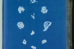 Rivularia nitida, algae cyanotype © Anna Atkins