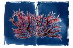 Pikea, algae cyanotype diptych © Josie Iselin
