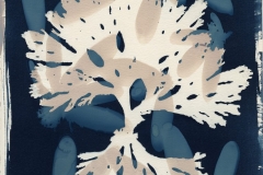 Callophylllus Halosaccion, algae cyanotype © Josie Iselin