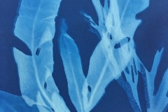 Erythro Callophyllus, algae cyanotype © Josie Iselin