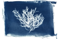 Pikea, algae cyanotype © Josie Iselin
