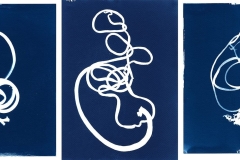 Three Kelp Knots, algae cyanotypes © Josie Iselin