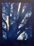 Page_Sullivan_Cyanotype_Beech-Tree Page_Sullivan_Cyanotype_Beech-Tree