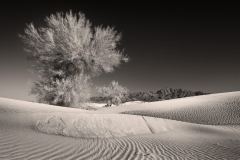 Photo © Michael E. Gordon