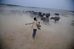 A young boy tends to his herd of water buffalo under a massive, modern bridge that now extends over this sacred river. MURATGANJ, INDIA, 2007. Ⓒ Ed Kashi