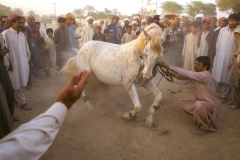 A horse dance is performed at the Sibi Mela Camel Festival. BALOCHISTAN, PAKISTAN, 1998. Ⓒ Ed Kashi
