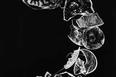 Photogram © Sarah Rose Weitzman