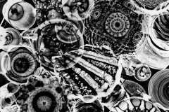 Photogram © Sarah Rose Weitzman