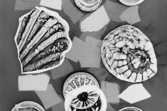 Photogram © Sarah Rose Weitzman