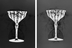 Photogram © Sarah Rose Weitzman