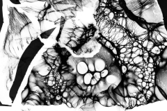 Photogram © Sarah Rose Weitzman
