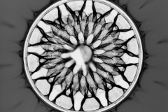 Photogram © Sarah Rose Weitzman
