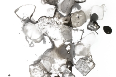 Photogram © Sarah Rose Weitzman