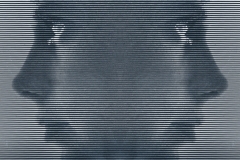 "PARADOX"