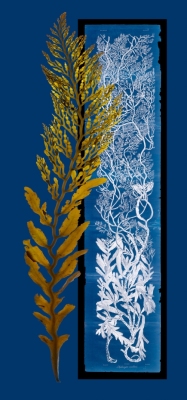Stephanocystis and Ruprecht © Josie Iselin Stephanocystis and Ruprecht © Josie Iselin