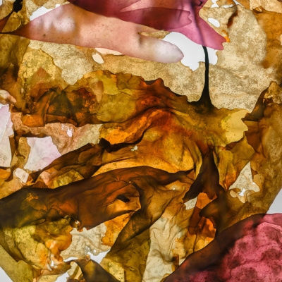 Abstract Brown © Josie Iselin Abstract Brown © Josie Iselin