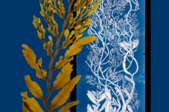 Stephanocystis and Ruprecht  © Josie Iselin