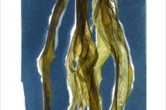 Chasing Kelp I © Josie Iselin