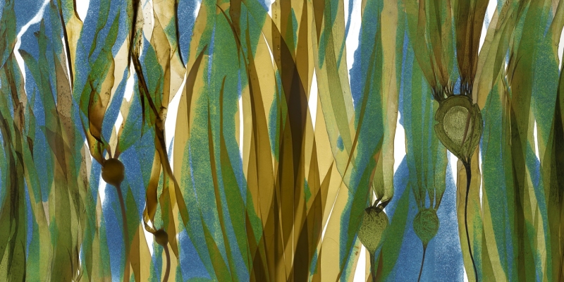 Chasing Kelp 2 © Josie Iselin Chasing Kelp 2 © Josie Iselin