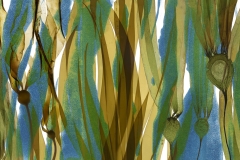 Chasing Kelp 2  © Josie Iselin