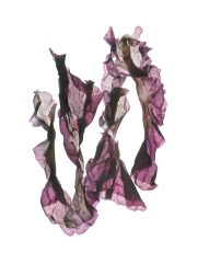 Purple Pyropia Dancers © Josie Iselin Purple Pyropia Dancers © Josie Iselin